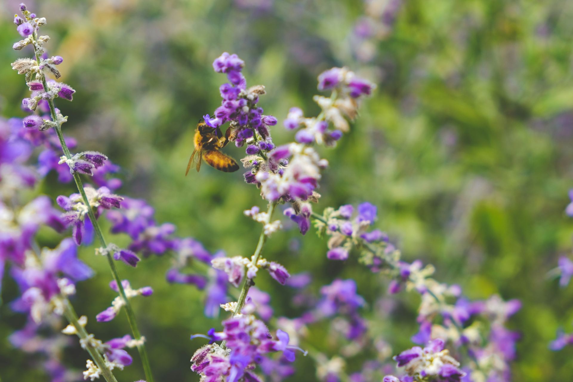 Yellow Bee on a Purple Wildflower