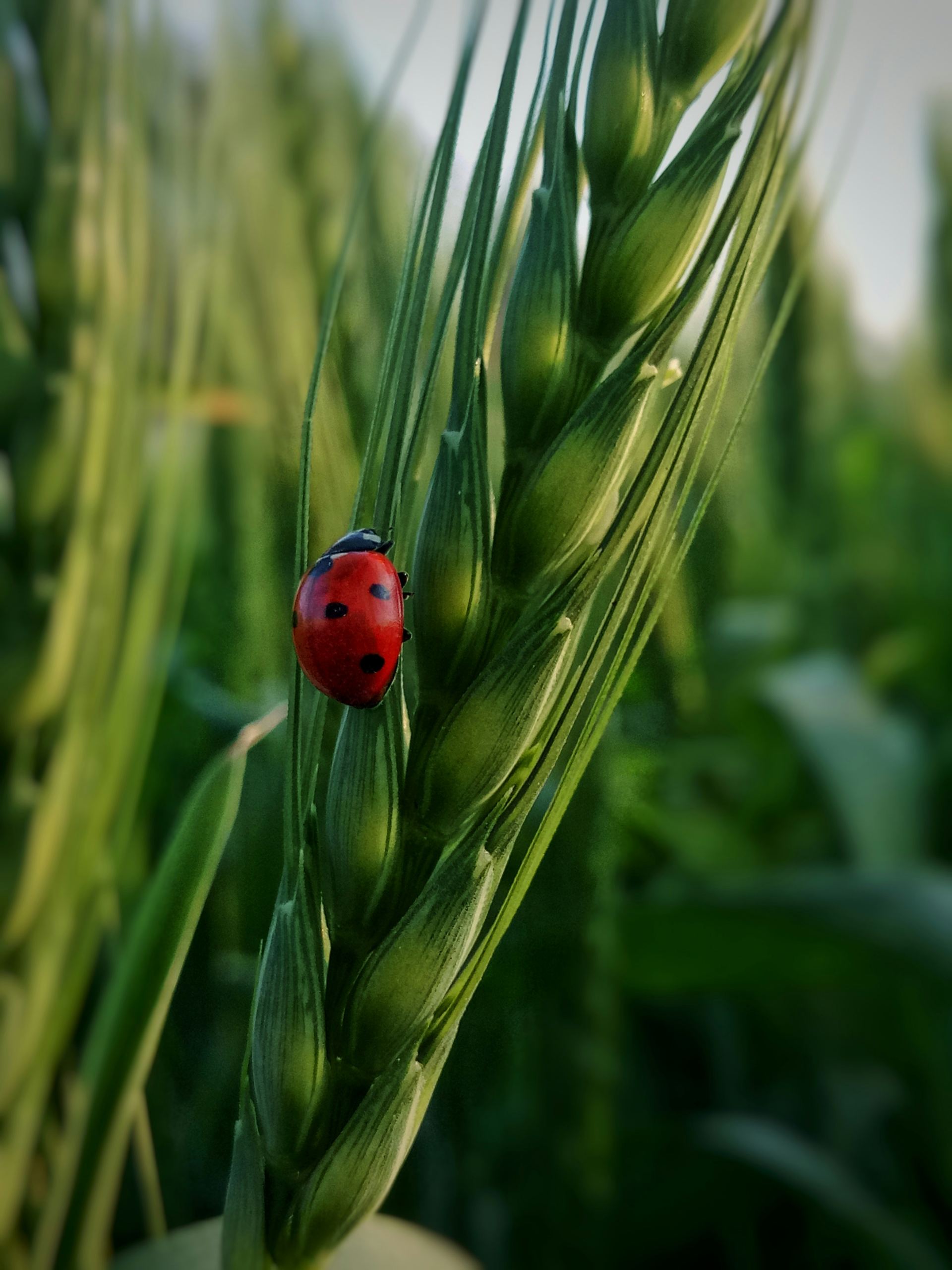 Ladybug 🐞🐞🐞🐞🐞Check out Instagram: @rafayyansari @chota_admii bug,redbug,insect,insects macro,Macro,macro flower,grasshoppers,grassland,grass abstract art,abstract wallpaper,Greenery,greenery forest,green aesthetic,background,Flying,Flies,fall,forest fog,background texture,Black,greek,textured wall,Texture leaf,Leafs,Leaves,leaves wallpaper,Focused,Focus,focus group,focusing,Red,Green,green energy,Fields,Flowers,flowers field,red insect,Home flies,Red bug,Bugs,bugs life,Busy,Wheat bug,wheat farm,wheat harvest,wheat crop, worlds, animals, portraits, quotes, poetry,botany, rafayyansari,